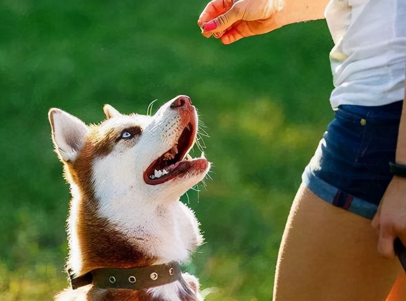 如何训练狗狗四脚踩球,训练狗狗的六大注意事项