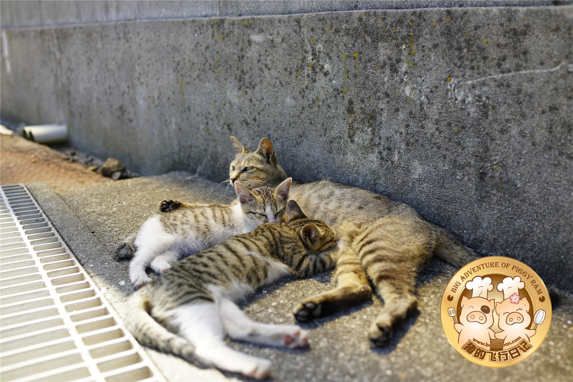 被铲屎官惊到的喵星人,让铲屎官瑟瑟发抖的喵星人