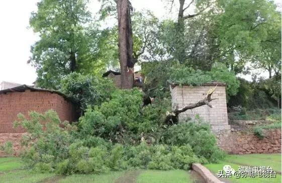 一棵被保护的百年古树,一棵百年的古树被雷击