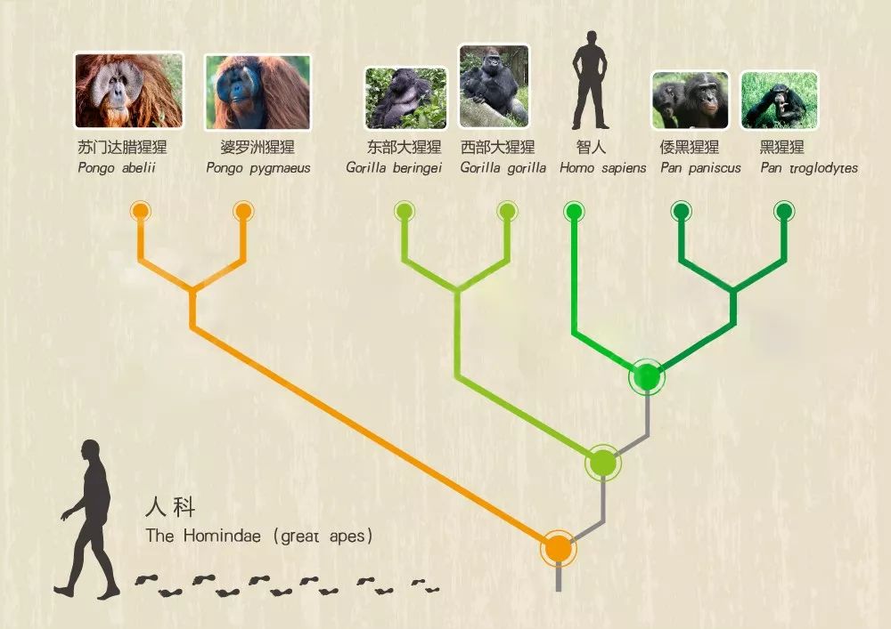 bbc封神,让很多人看一次哭一次的视频