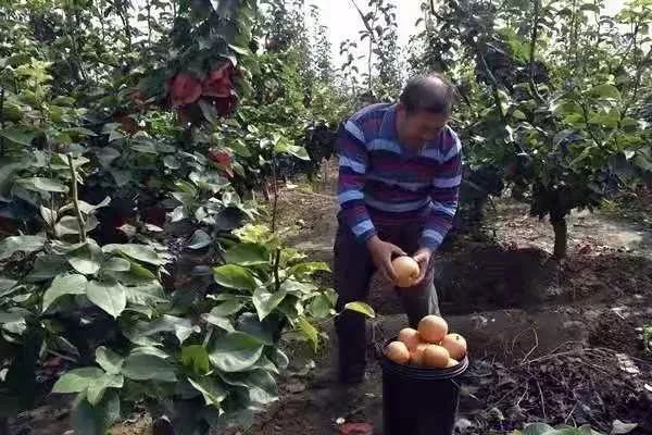 【一乡一品振兴路】近德固乡：晚秋黄梨结出致富“金疙瘩”