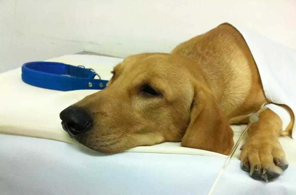 养犬疾病治疗知识,犬猫胰腺炎继发dic治疗方案