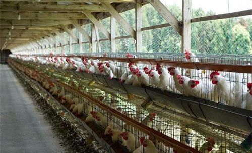 鸡挑食应该给鸡吃什么药,大鸡生病吃什么药