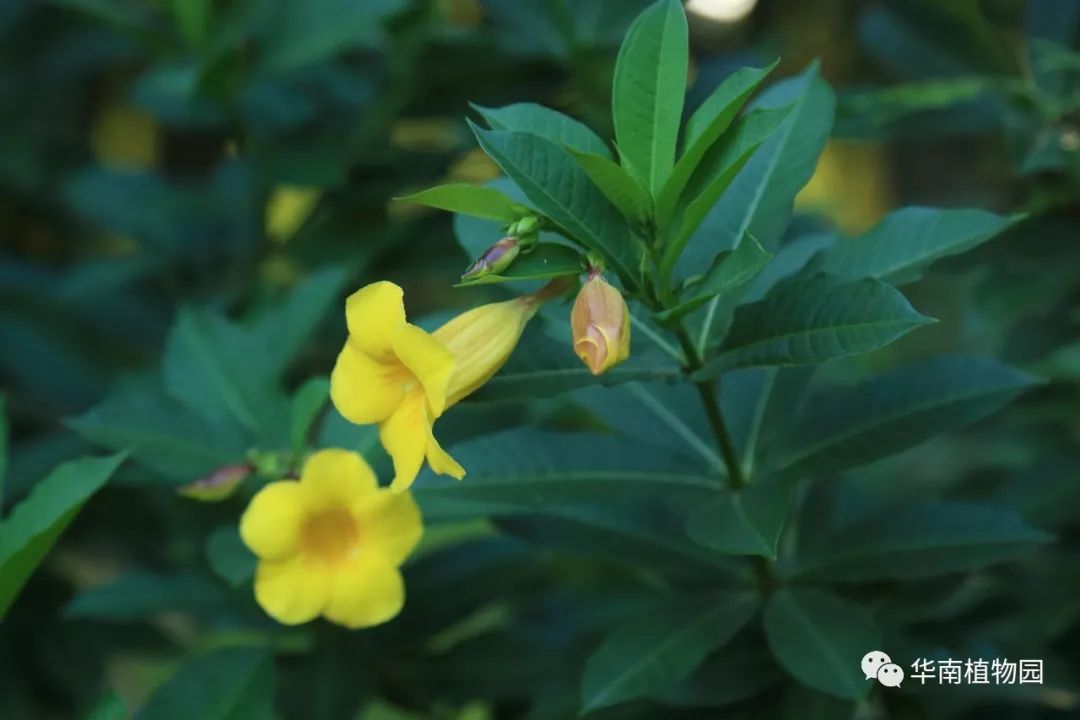 秋日识花:可爱紫红爱明黄