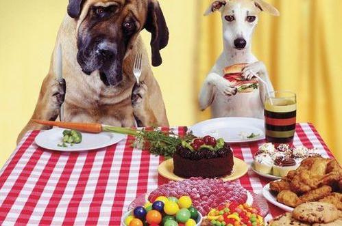 狗狗的性格特点有哪些类型,狗狗的5大性格类型