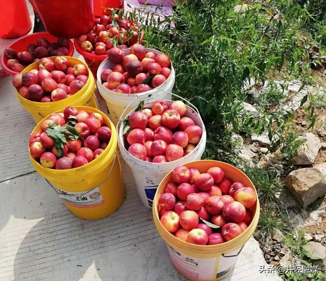 「古陉农事」上品油桃防口厚道