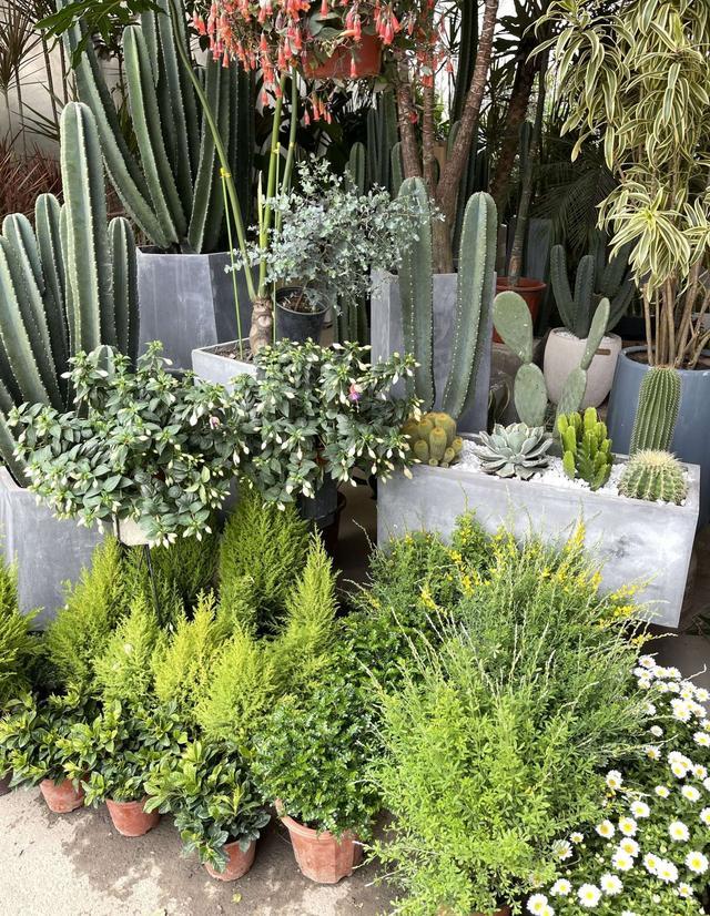 成都最值得逛的花卉市场,成都可以逛的花市