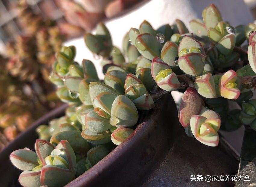 多肉根烂了，原因有3点，简单一解决，多肉好漂亮
