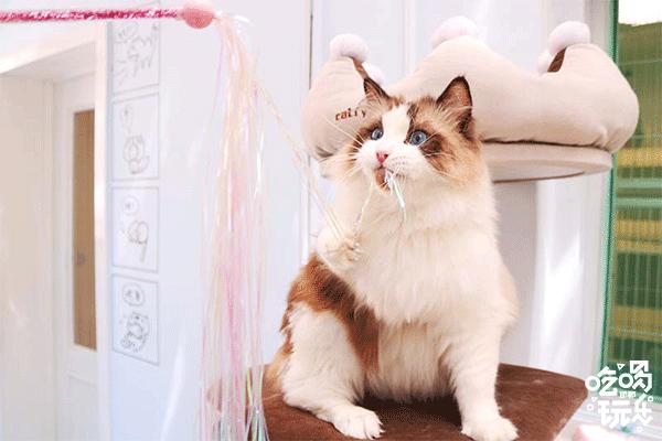 软萌暴击!邯郸这家高颜值猫咖上线,“吸猫”终于提上日程!