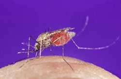 蚊子能传播疟疾，为何不能传播艾滋？一文解除蚊子传播艾滋的担忧