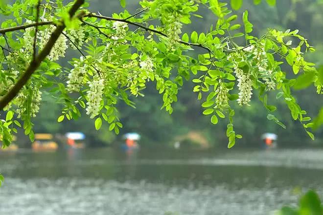 品谷雨茶，聊中国第五大发明——二十四节气