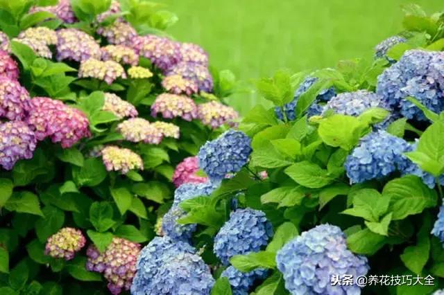 常见小区绿化100种植物图片,常见的水生植物有哪些种