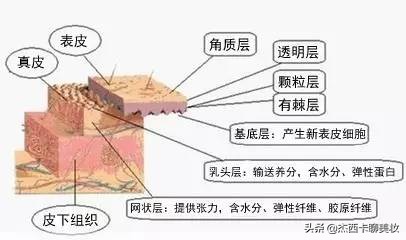 网红抗皱的功能成分视黄醇最全面的科普来了,教你怎么用好它