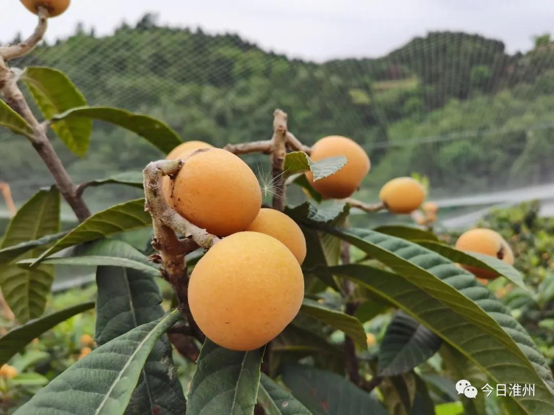 淮口好玩,金堂淮口枇杷