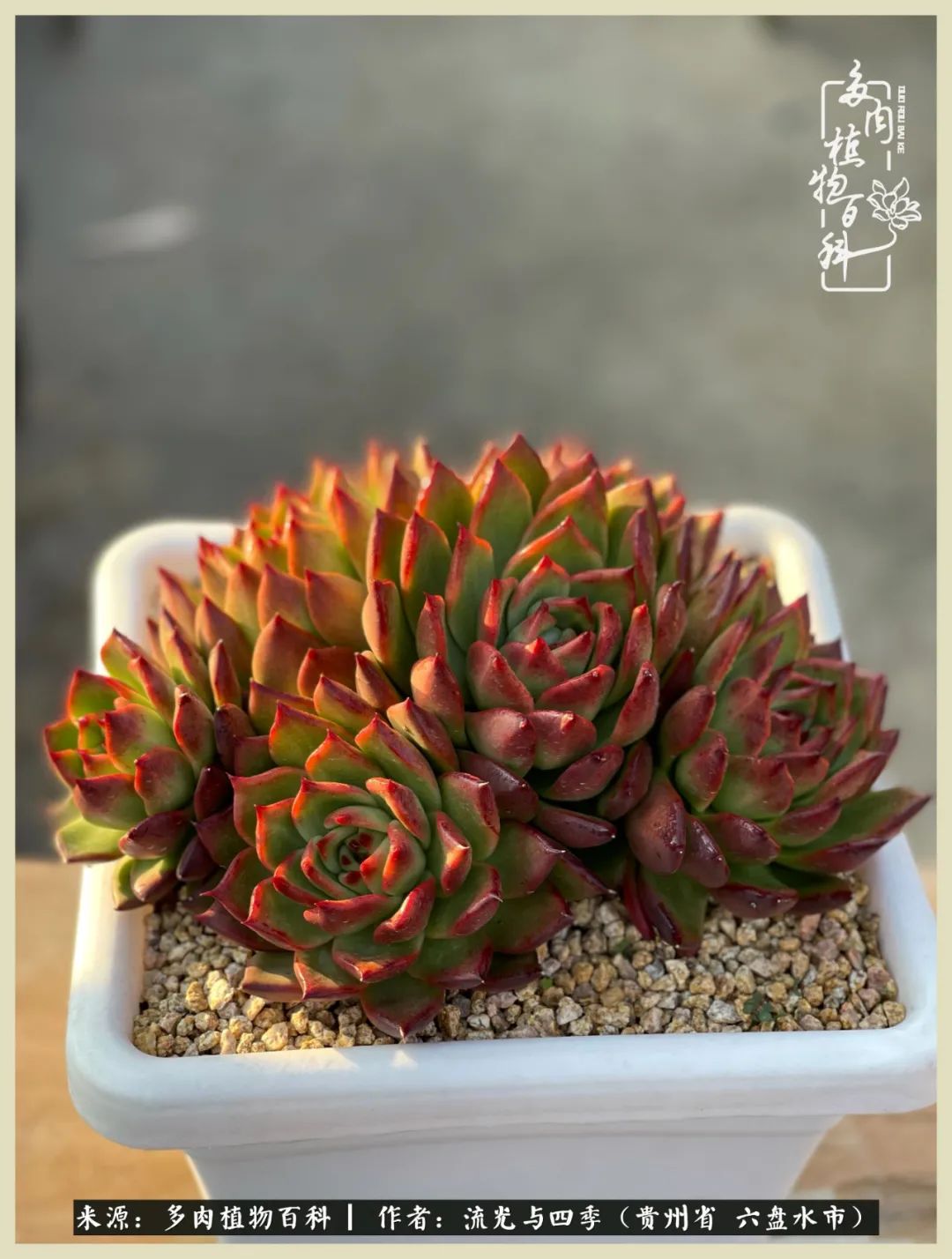 国庆假期你快乐吗?来,凉都美肉与你相伴一一小乌木的霸气东云