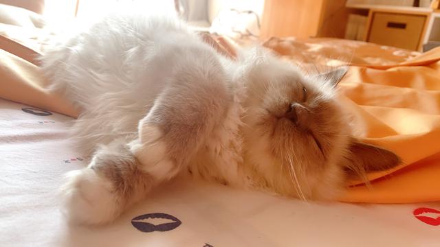 怎么让家里的猫咪喜欢你?我有11种方法告诉你