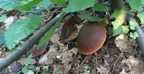 外国人爱吃的蘑菇,外国人吃巧克力蘑菇饼干