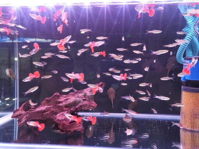 孔雀鱼苗怎样长得最快,孔雀鱼苗养什么长得快