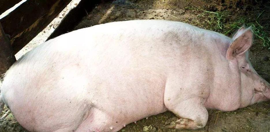 因饲料问题导致的“母猪三大疾病”，如何快速治疗和特效预防