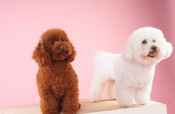 比熊和泰迪最大的区别在哪里,养比熊和泰迪的区别是什么呢图片