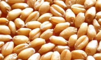 小麦种植时间和收熟时间,小麦的种植时间和收获时间是多久