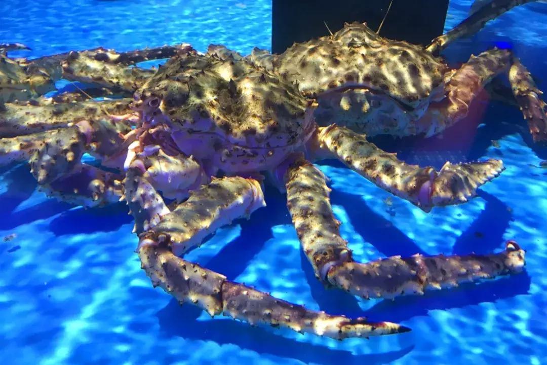 盒马鲜生会来宝业东城广场吗,盒马鲜生之旅