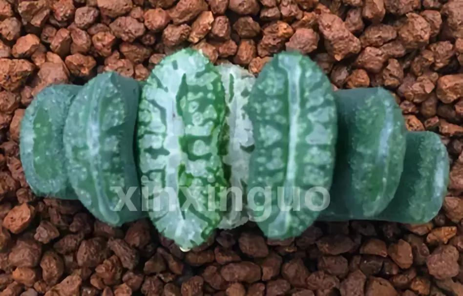 郭氏---台湾行之李瑞斌大棚及布楚礼多肉植物园游记