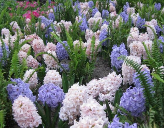 风信子发霉怎么快速消除,风信子根部发霉还能用啥补救