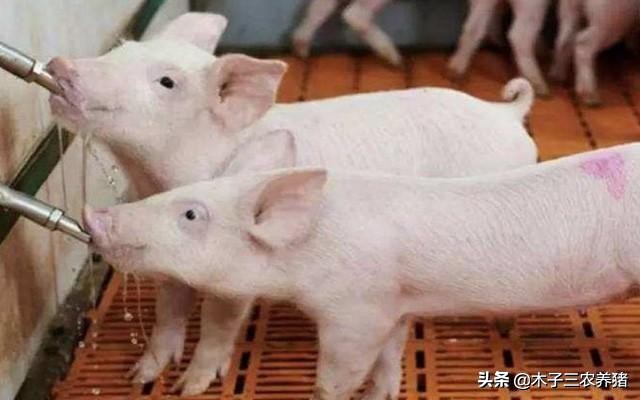 夏天猪热应激的表现,夏季猪呼吸频率快怎么回事