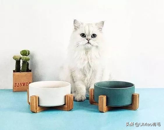 养猫这么多年你怎么连碗都摆不对 (养猫省钱妙招猫碗)