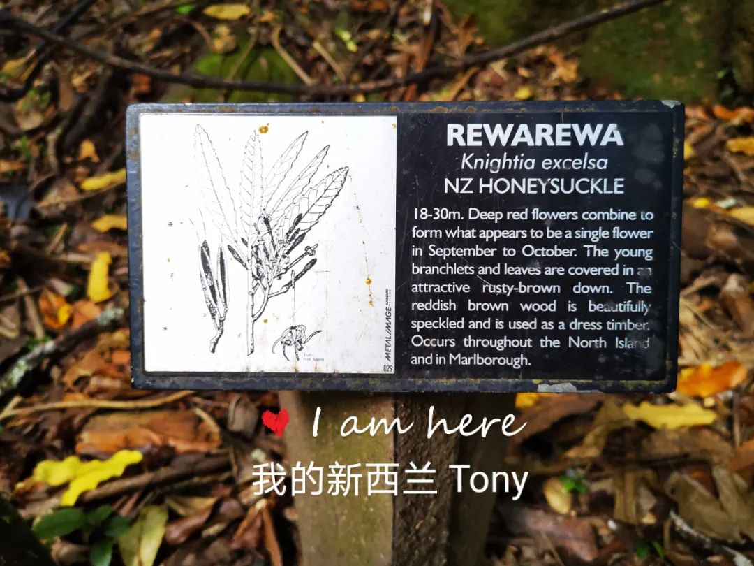 新西兰的雨林||皮龙亚狂想曲（7）