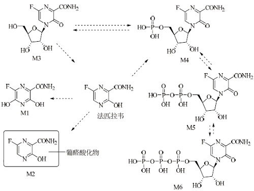 法匹拉韦致畸风险该如何控制,法匹拉韦在新冠肺炎的效果