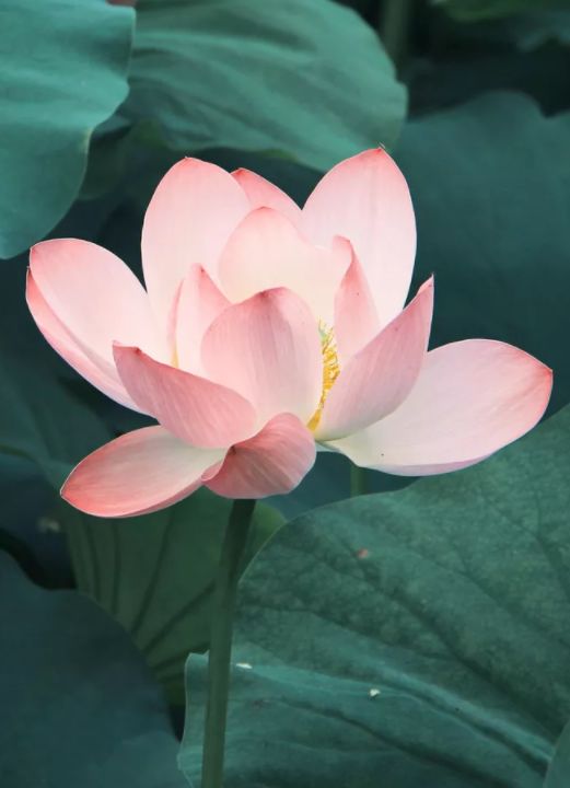 中国水墨荷花欣赏映日荷花别样红,映日荷花别样红写的是哪里的荷花