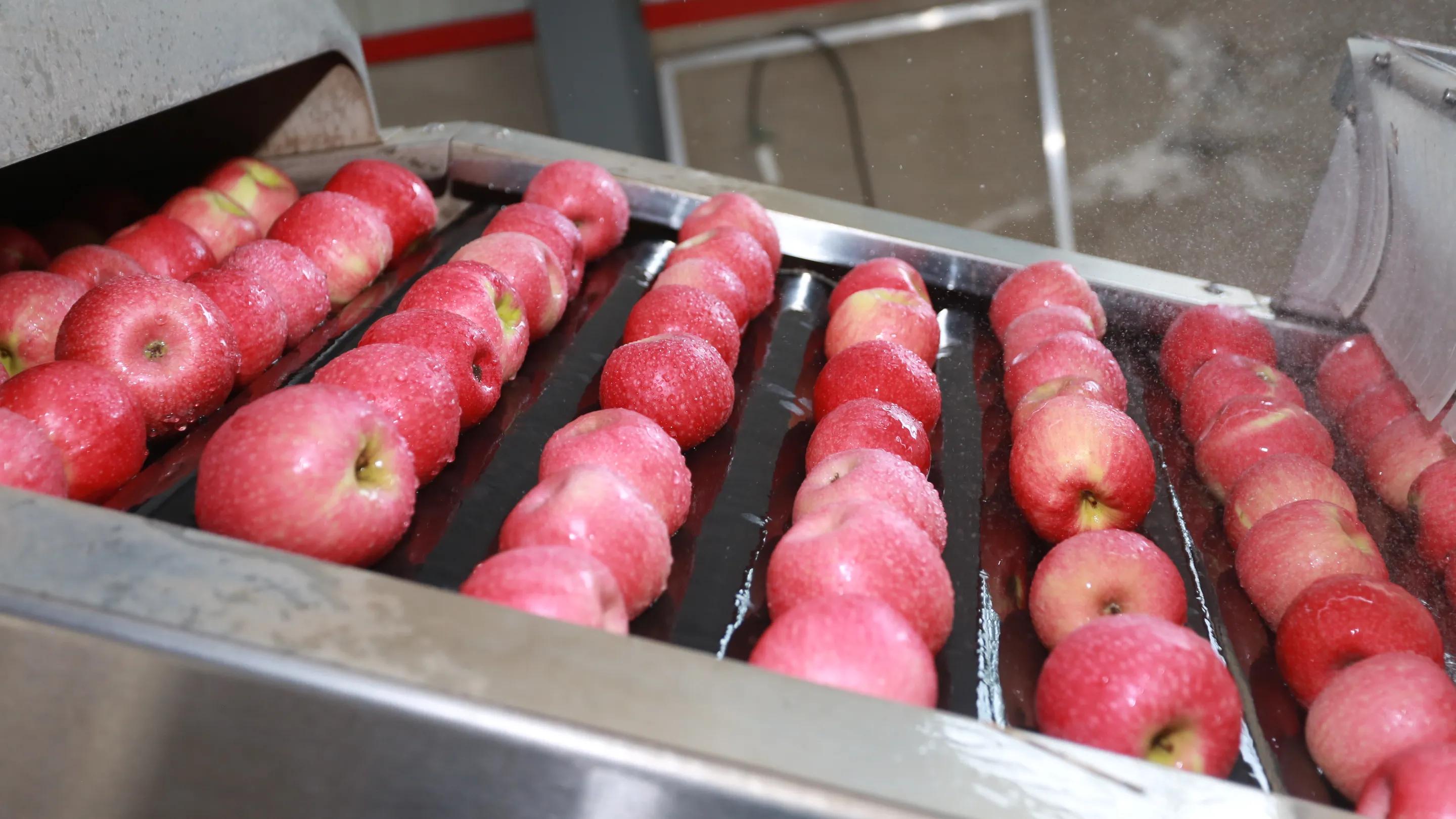 陕西白水苹果种植,陕西白水苹果基地介绍