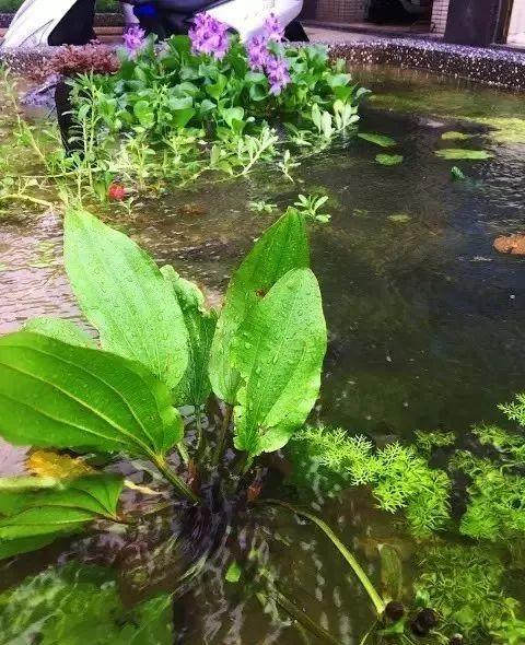 鱼池如何改造成花池,花池改鱼池如何做过滤