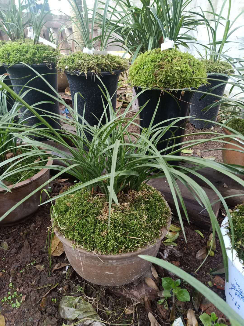 兰花碎石上面要不要盖青苔,兰花如何长青苔和叶子枯黄