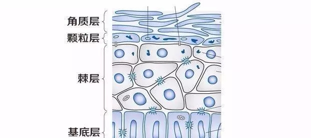 如何修复皮肤疤痕,如何修复皮肤凹坑