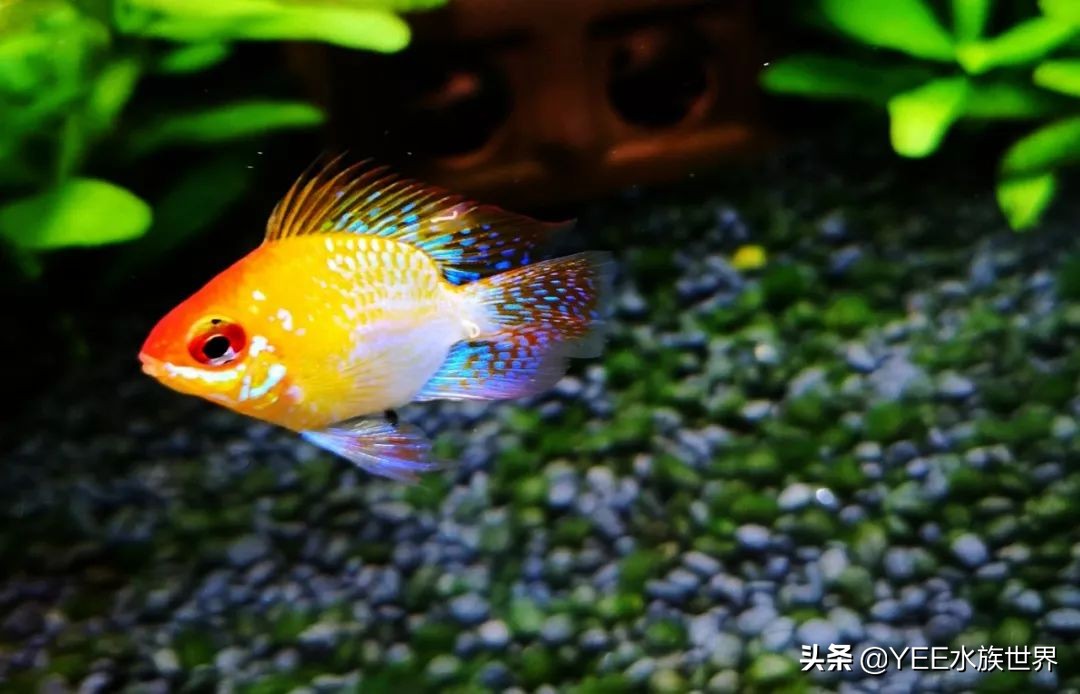 鱼缸里蛋白虫和寄生虫区别,鱼缸里发现长条状的虫子