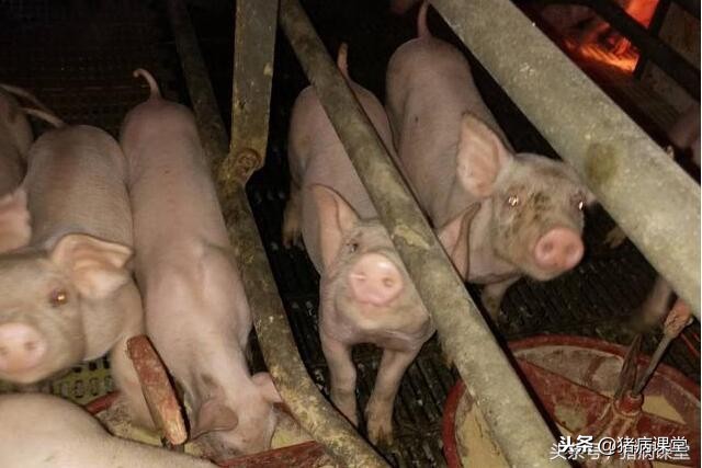 仔猪传染性胸膜肺炎的症状与治疗,猪传染性胸膜肺炎案例