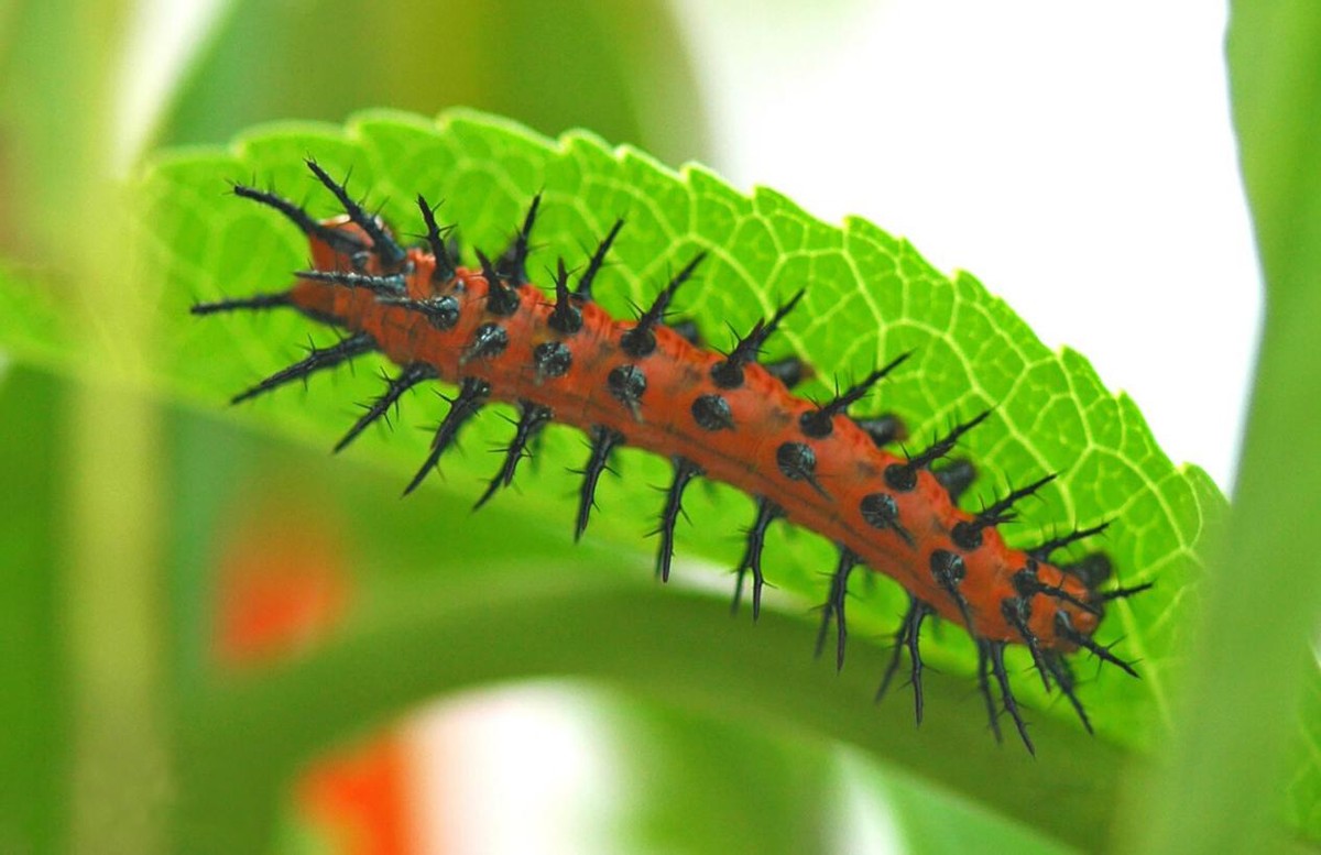 特别的蝴蝶图片,特别的蝴蝶的作文400字