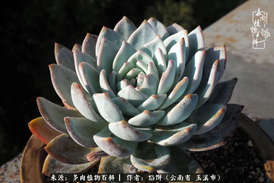 多肉对比图片,多肉对比高清图