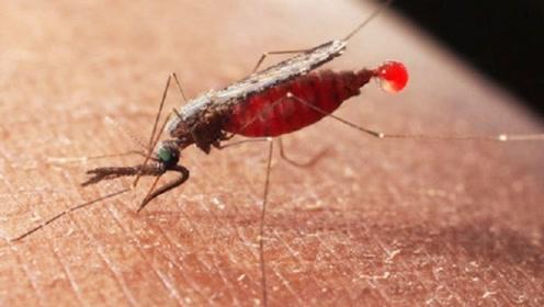 显微镜下的蚊子嘴巴,显微镜下的蚊子吸血全过程