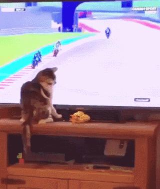 搞笑动图表情包,搞笑动图gif微信表情包