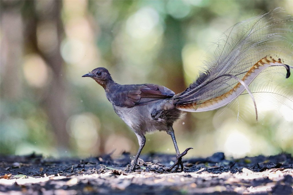 澳洲有种爱唱歌的鸟，学别的鸟叫营造假象，还能模仿汽车喇叭声