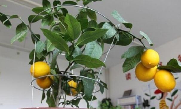 柠檬树开花结果后又落果,柠檬树挂果后落果什么原因