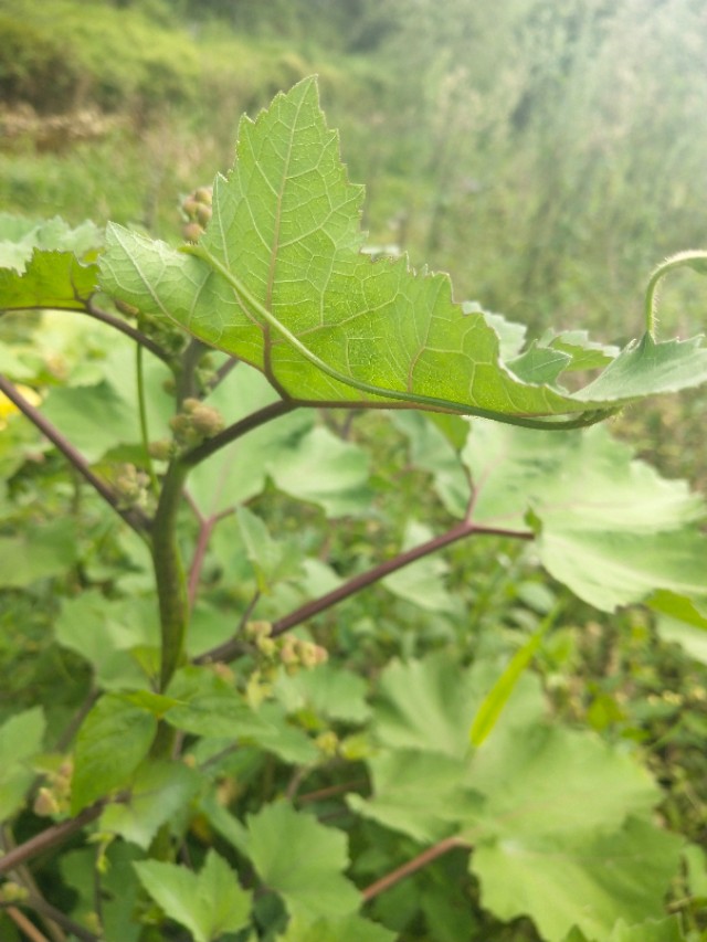 苍耳的别名,苍耳子又叫啥