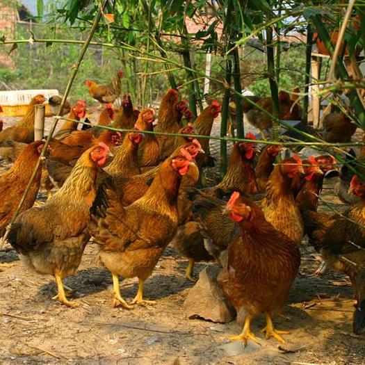 鸡盲肠球虫病的防治措施有哪些,40天鸡盲肠球虫怎么治