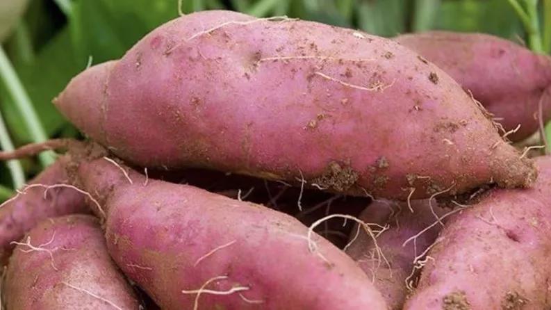 六安纯红薯粉粒|严选新鲜红薯,多份健康,多份安心