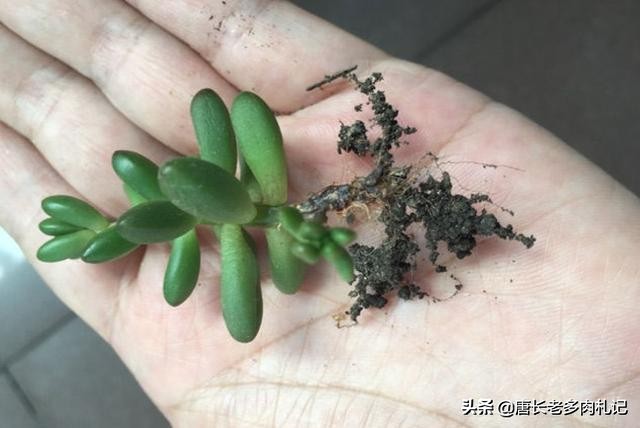 多肉虹之玉叶子发黑怎么回事,多肉虹之玉为什么会发霉