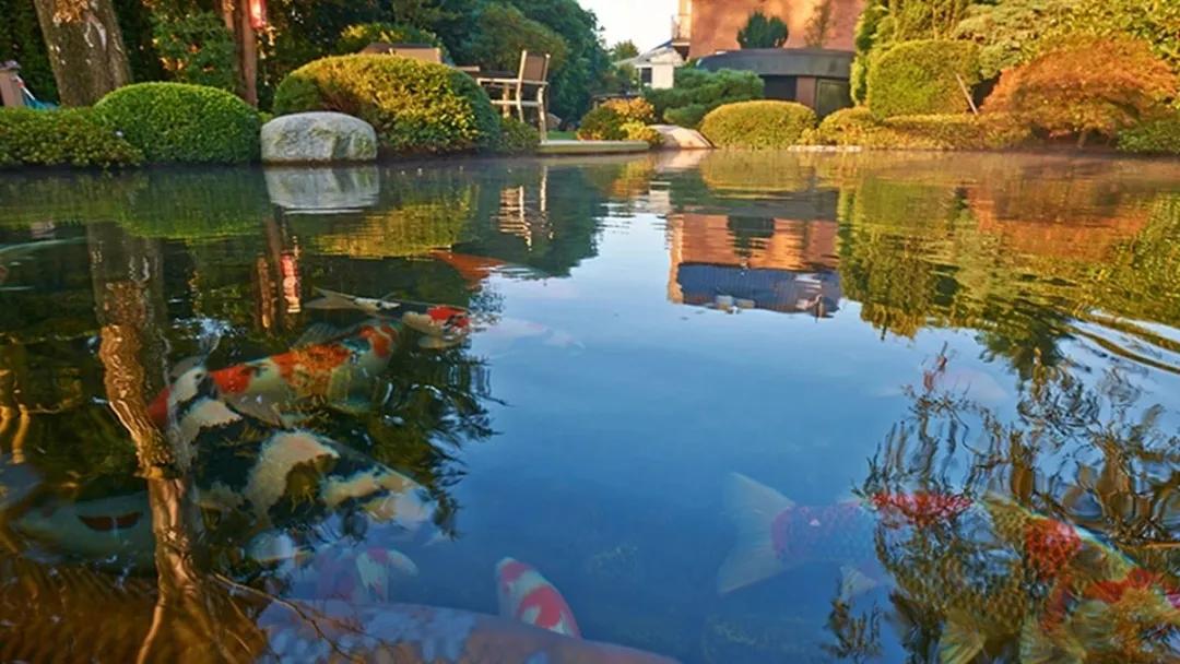 鱼池封碱后还要除碱吗,鱼池除碱最快最好的方法